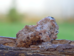 Skeletocutis amorpha