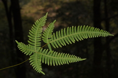 Pteris subquinata