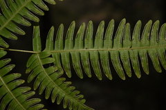 Pteris subquinata