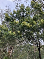 Acacia mearnsii