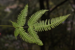Pteris subquinata