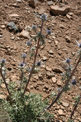 Eryngium bourgatii image