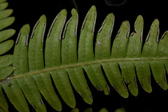 Pteris subquinata