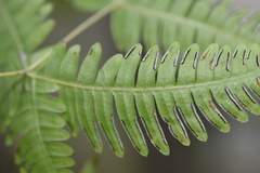 Pteris subquinata