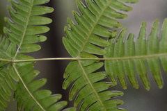Pteris subquinata
