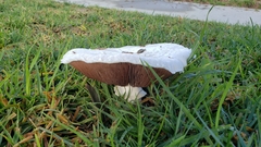 Agaricus campestris