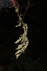 Selaginella pallida