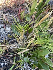 Distichlis distichophylla