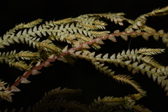 Selaginella pallida