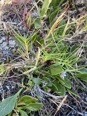 Distichlis distichophylla