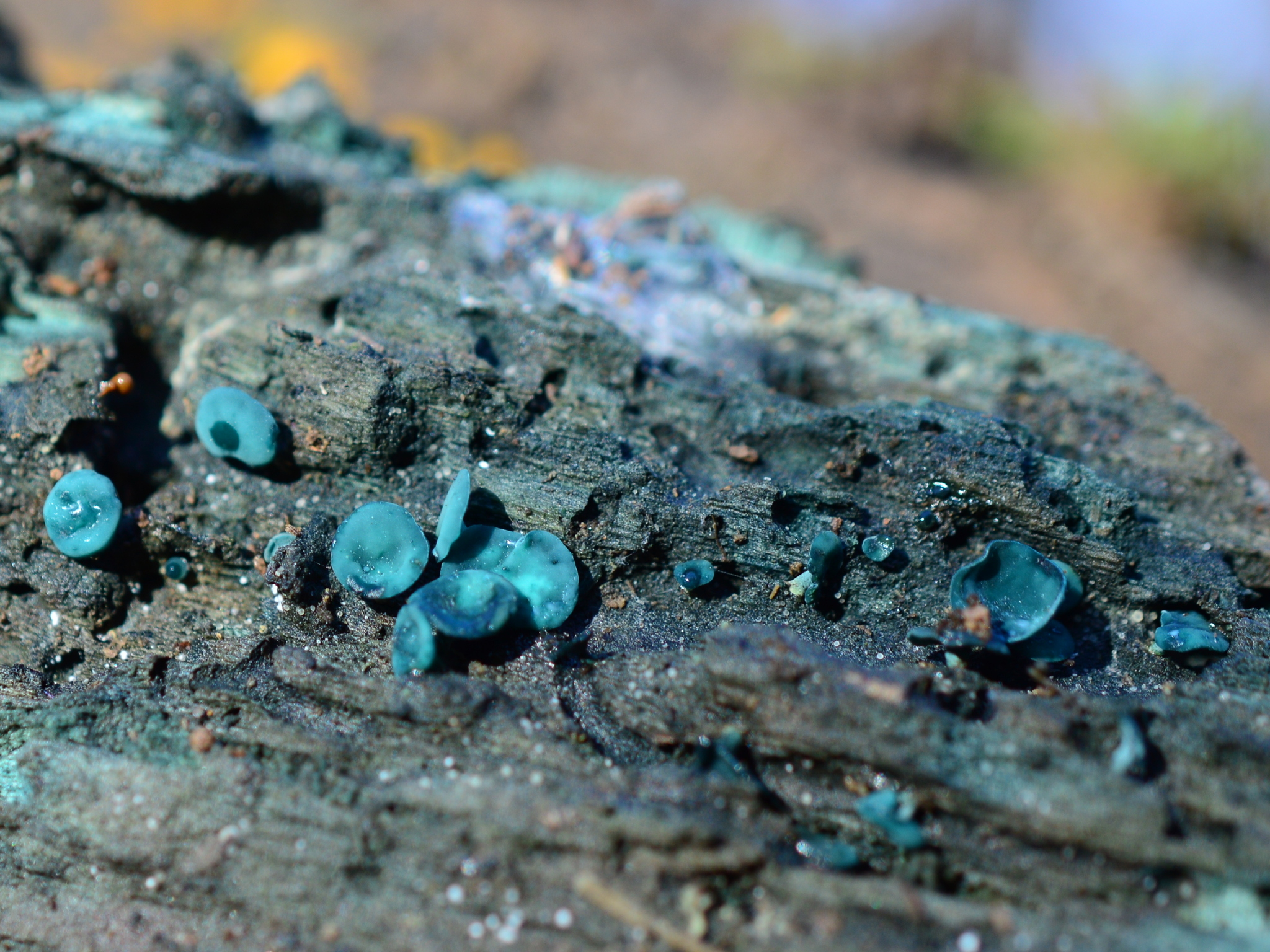 Chlorociboriaceae