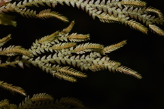 Selaginella pallida