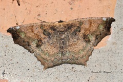 Paragonia procidaria