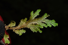 Selaginella pallida