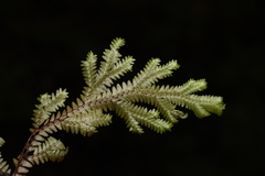 Selaginella pallida