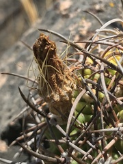 Eriosyce curvispina