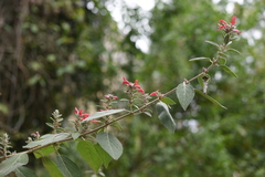 Colquhounia coccinea