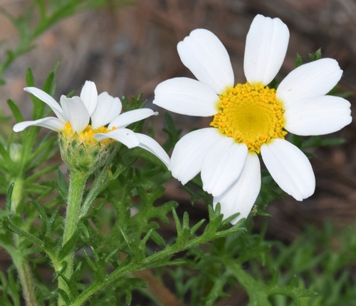 Representative image of Anacyclus