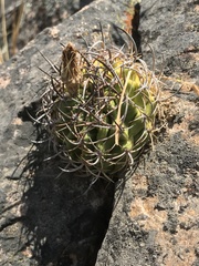 Eriosyce curvispina