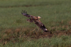 Hamirostra melanosternon