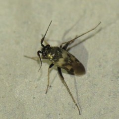 Spanagonicus albofasciatus