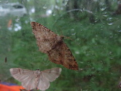 Melanolophia