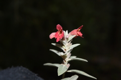 Colquhounia coccinea