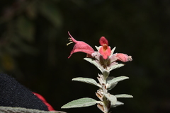 Colquhounia coccinea