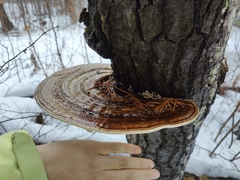 Daedaleopsis confragosa