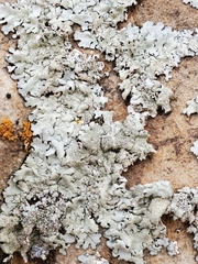 Rhizoplaca chrysoleuca