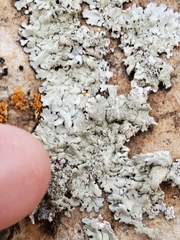 Rhizoplaca chrysoleuca