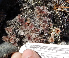 Potentilla subvahliana