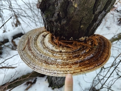 Daedaleopsis confragosa