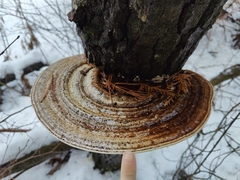 Daedaleopsis confragosa