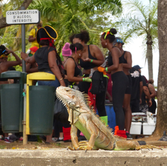 Iguana iguana