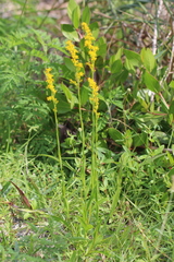 Solidago virgata