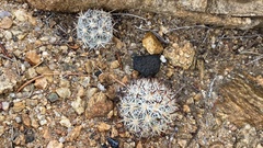 Escobaria alversonii