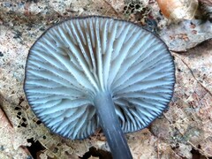 Entoloma serrulatum