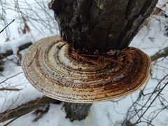 Daedaleopsis confragosa