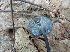 Entoloma serrulatum