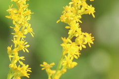 Solidago virgata