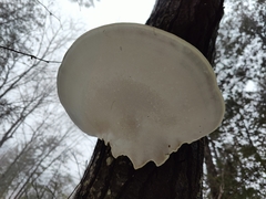 Daedaleopsis confragosa