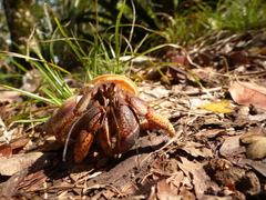 Coenobita clypeatus