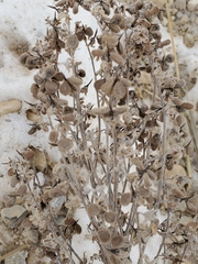 Cynoglossum officinale