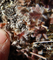 Potentilla subvahliana