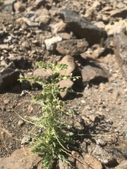 Phyllanthus rotundifolius