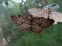Melanolophia