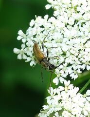 Pseudovadonia livida