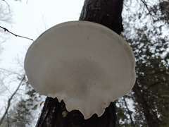 Daedaleopsis confragosa