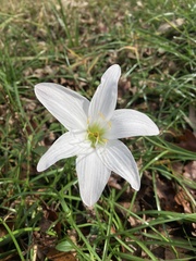 Zephyranthes atamasco